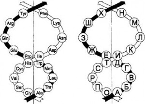 Проекция объемной системы аминокислот и проекция объемной системы алфавита 