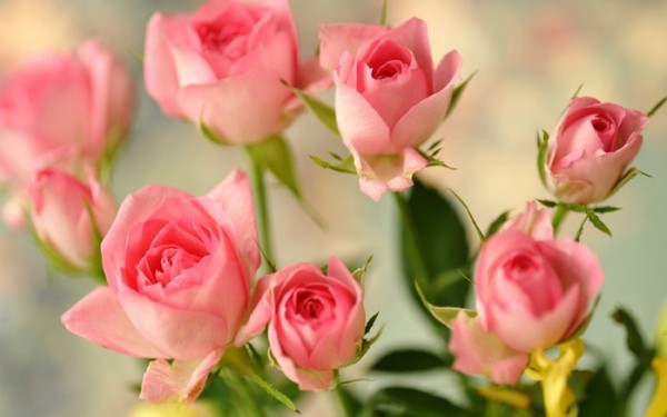 Медитация "Розовые цветы"