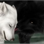 Мудрая притча о двух волках